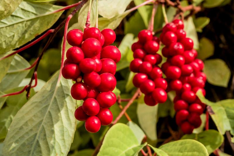 Schisandra: The Five-Flavored Berry
