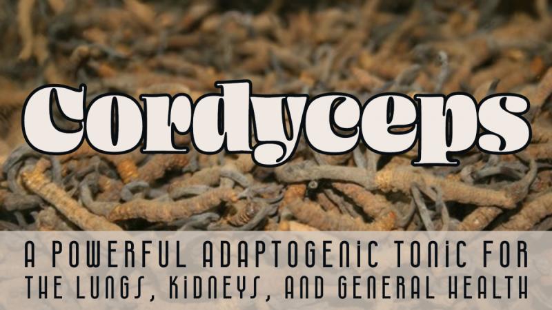 Cordyceps: A powerful adaptogenic tonic for the lungs, kidneys, and general health