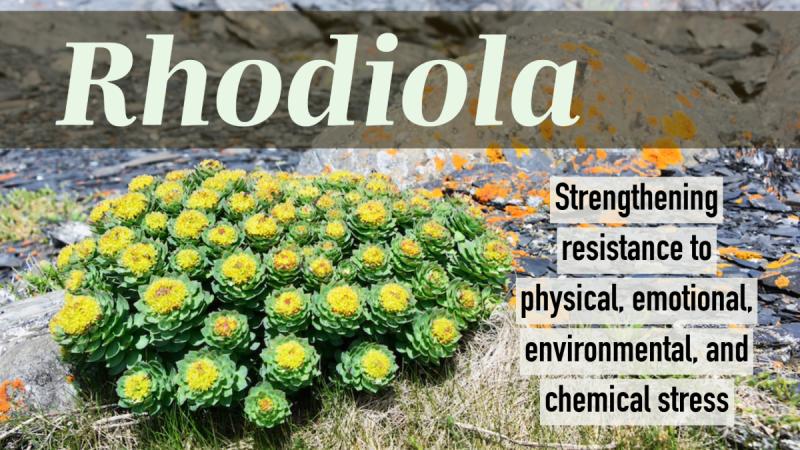 Rhodiola: Strengthening resistance to physical, emotional, and environmental stress