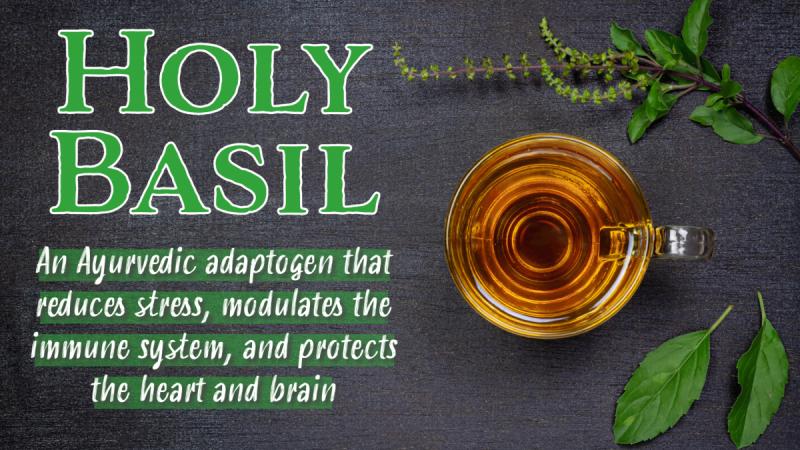 Holy Basil: An Ayurvedic adaptogen that reduces stress, modulates the immune system, and protects the heart and brain