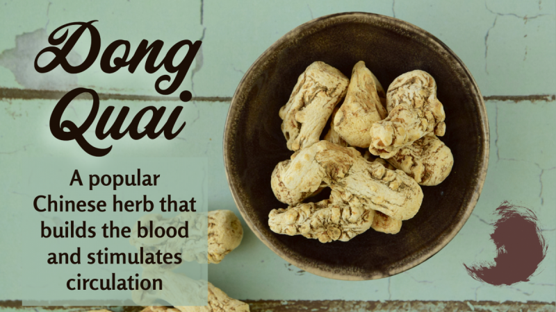 Dong Quai: A popular Chinese herb that builds the blood and stimulates circulation