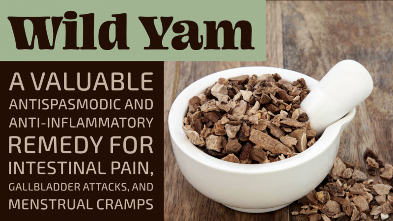 Wild Yam: A valuable antispasmodic and anti-inflammatory remedy