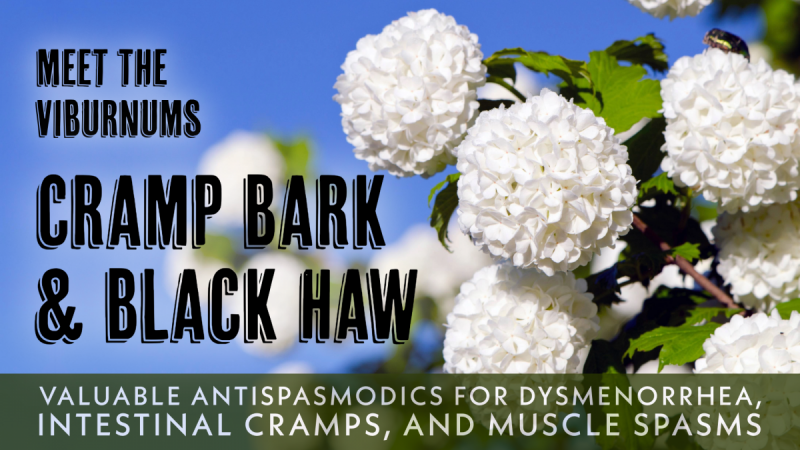The Viburnums: Cramp Bark and Black Haw: Valuable antispasmodics for dysmenorrhea, intestinal cramps, and muscle spasms