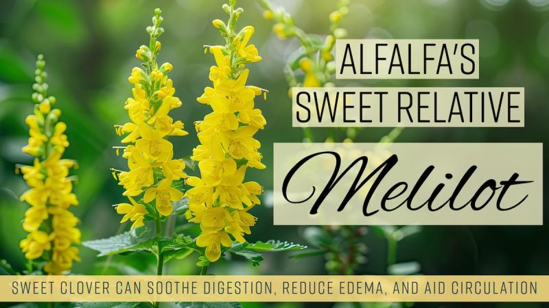 Alfalfa's Sweet Relative: Melilot: Sweet clover can soothe digestion, reduce edema, and aid circulation
