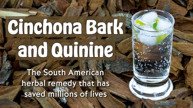 Cinchona Bark and Quinine: The South American herbal remedy that has saved millions of lives