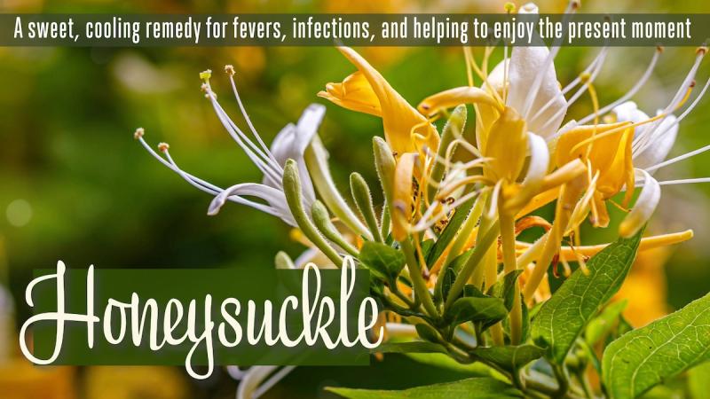 Honeysuckle: A sweet, cooling remedy for fevers, infections, and helping to enjoy the present moment