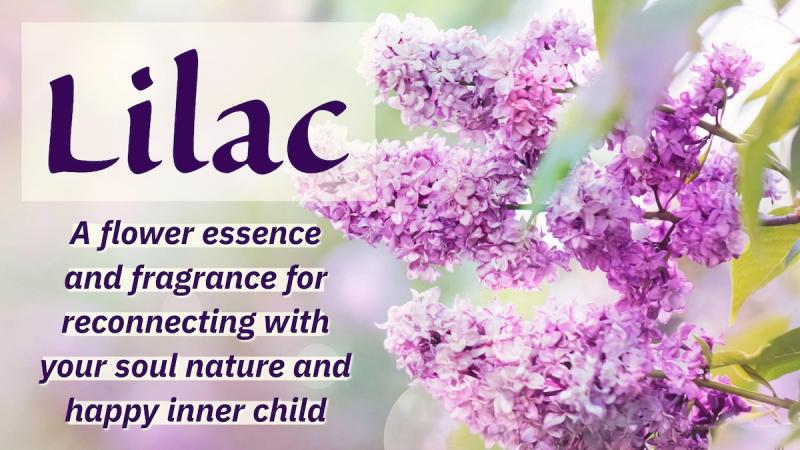 Lilac: A Herald of Spring: A flower essence and fragrance for reconnecting with our soul nature and happy inner child