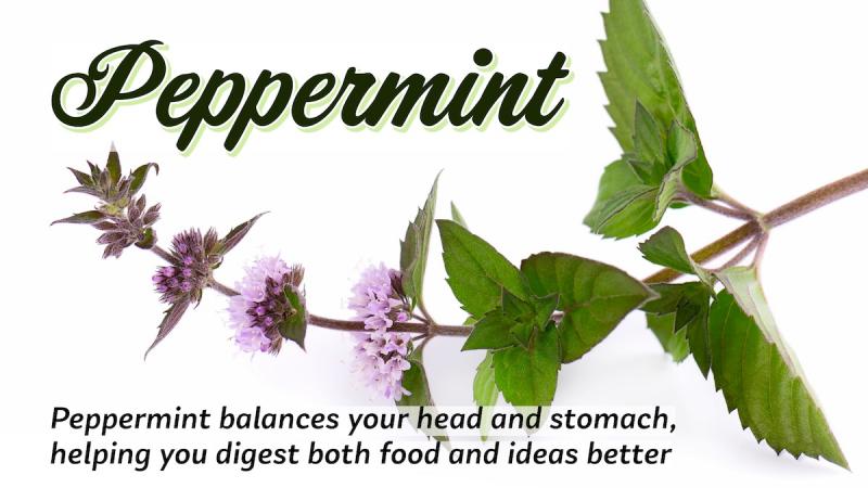 Peppermint, Spearmint, and Other Mints: Peppermint balances your head and stomach, helping you digest both food and ideas better