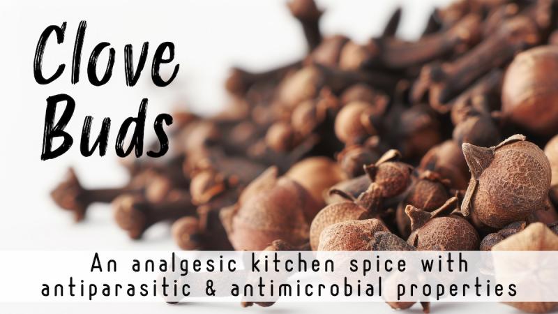 Clove Buds for Parasites and Pain: An analgesic kitchen spice with antiparasitic and antimicrobial properties