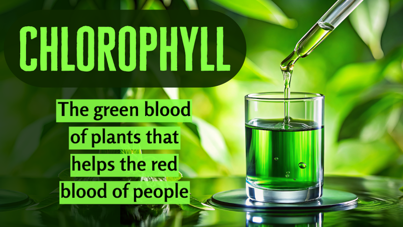 Chlorophyll: The green blood of plants that helps the red blood of people