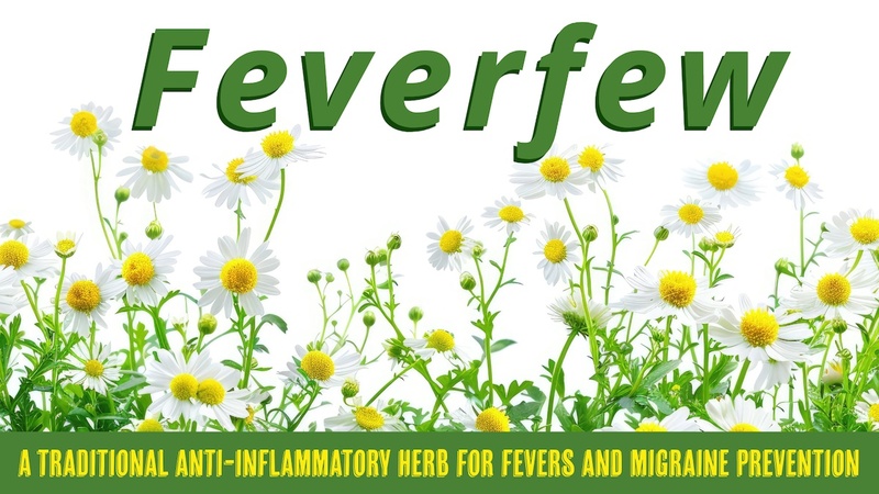 Feverfew: A traditional anti-inflammatory herb for fevers and migraine prevention