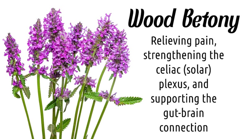 Wood Betony: Relieving pain, strengthening the celiac (solar) plexus, and supporting the gut-brain connection 