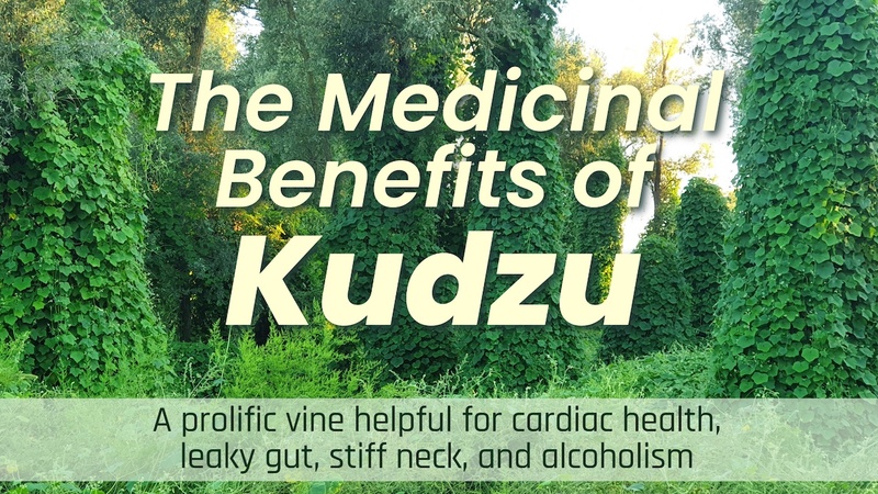 The Medicinal Benefits of Kudzu: A prolific vine helpful for cardiac health, leaky gut, stiff neck, and curbing alcoholism