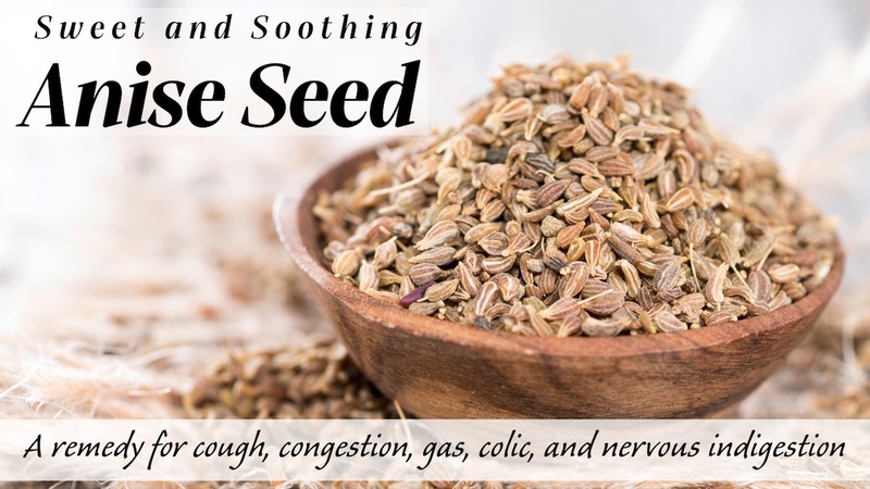 Sweet and Soothing Anise Seed: A remedy for cough, congestion, gas, colic, and nervous indigestion 