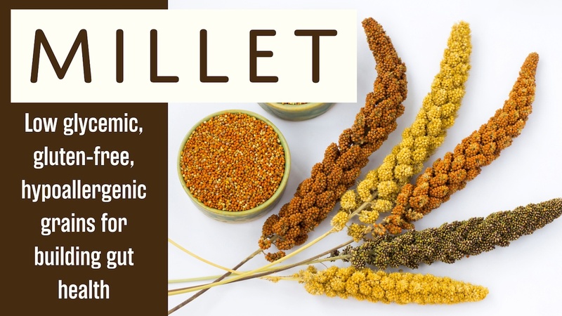 Millet: Low glycemic, gluten-free, hypoallergenic grains for building gut health