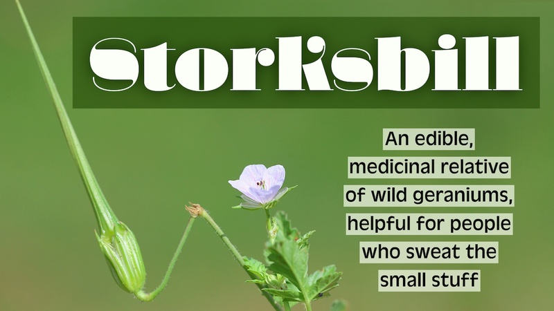 Storksbill: An edible, medicinal, weedy herb, helpful for people who sweat the small stuff