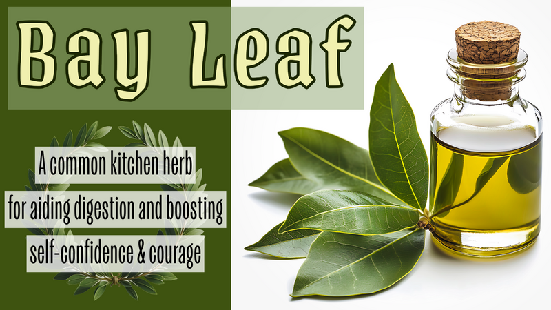 The Noble Bay Leaf: A common kitchen herb for aiding digestion and boosting self-confidence