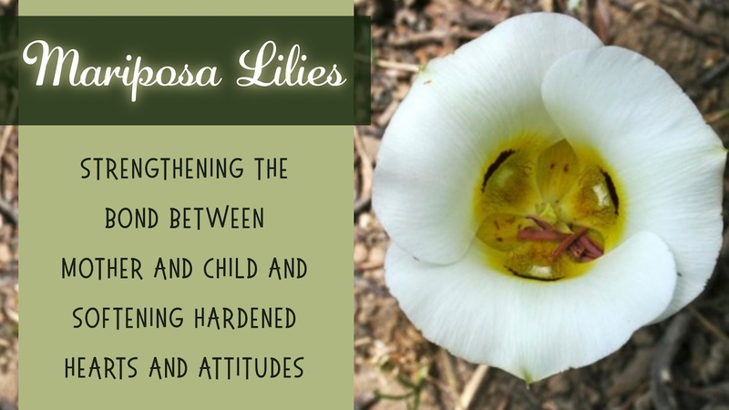Mariposa Lilies: Strengthening the bond between mother and child and softening hardened hearts and attitudes