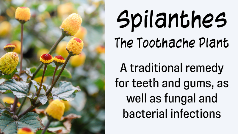 Spilanthes: The Toothache Plant: A traditional remedy for teeth and gums, as well as fungal and bacterial infections
