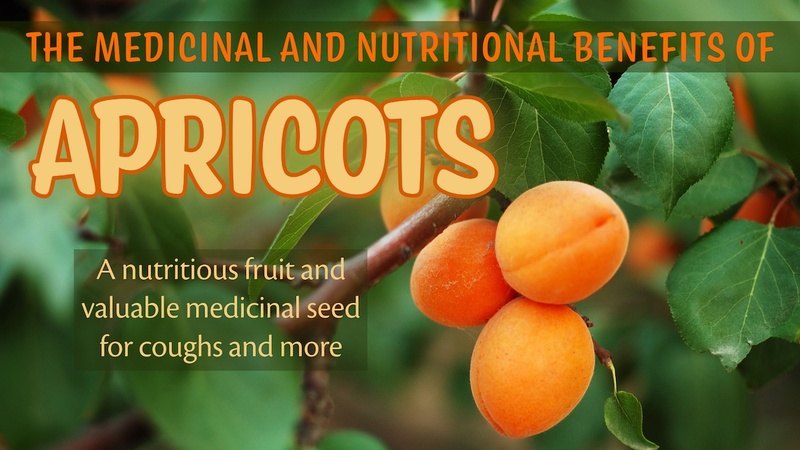 The Medicinal and Nutritional Benefits of Apricots: A nutritious fruit and valuable medicinal seed for coughs