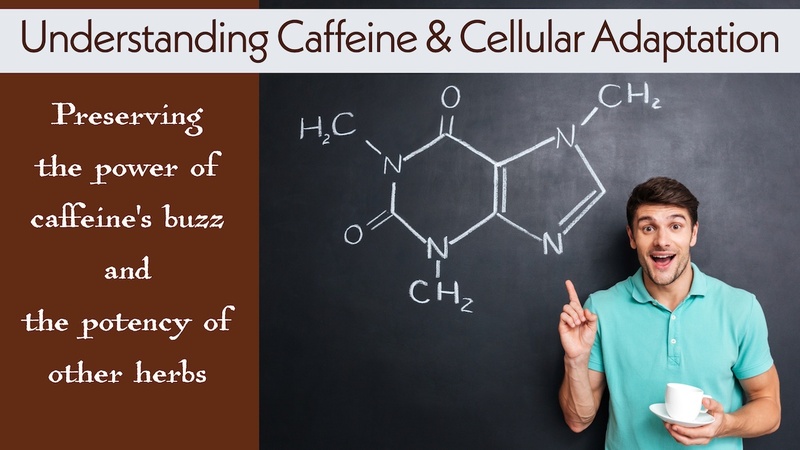 Understanding Caffeine & Cellular Adaptation: Preserving the power of caffeine's buzz and the potency of other herbs