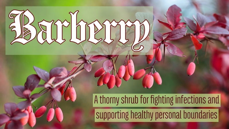 Barberry and Healthy Personal Boundaries: A thorny shrub for fighting infections and supporting healthy personal boundaries