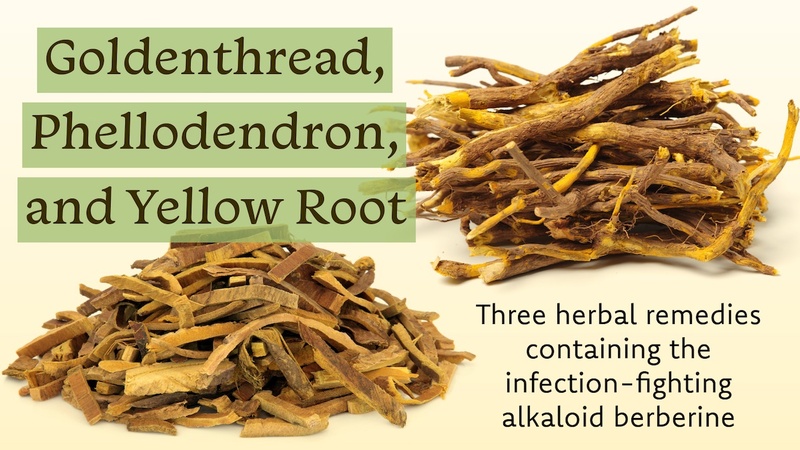 Goldenthread, Phellodendron, and Yellow Root: Three herbal remedies containing the infection-fighting alkaloid berberine