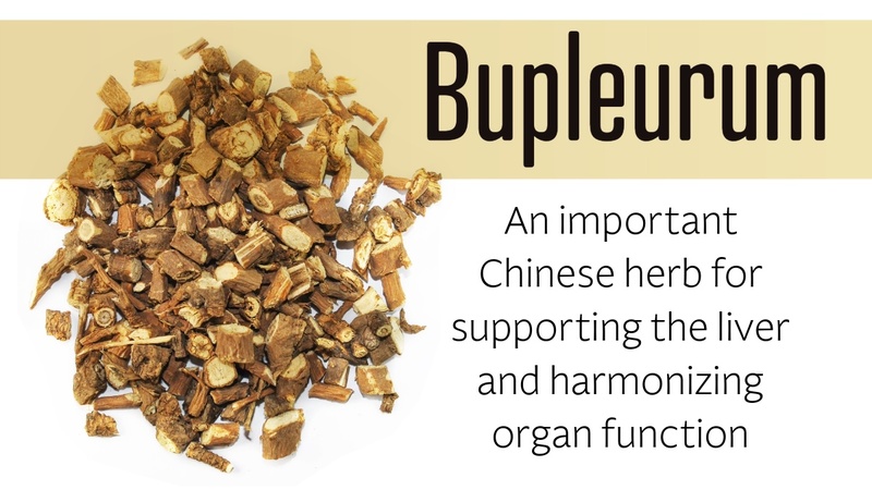 Bupleurum: An important Chinese herb for supporting the liver and harmonizing organ function