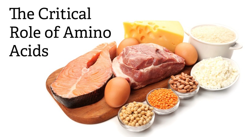 The Critical Role of Amino Acids: The amino acids found in protein are essential to the formation of enzymes, tissue, and cellular components