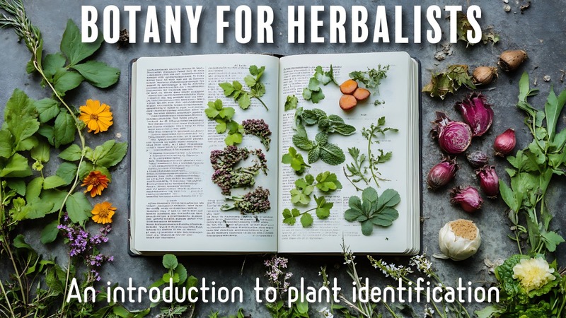Botany for Herbalists: An Introduction to Plant Identification