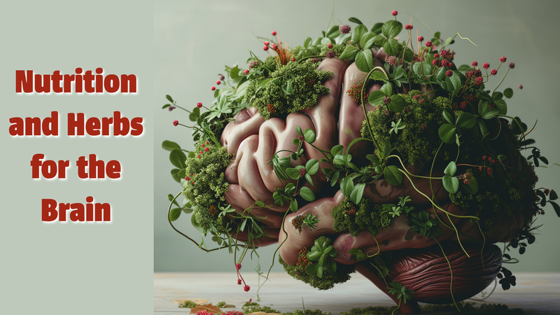  Nutrition and Herbs for the Brain