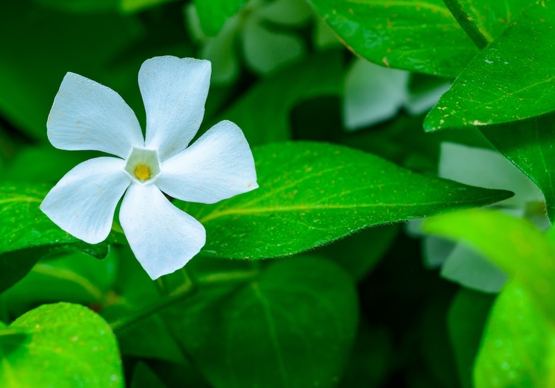 White Vinca Minor