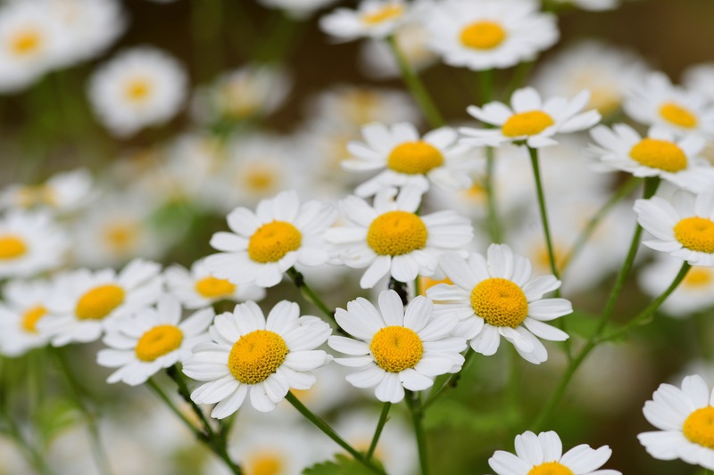 Feverfew Flowers