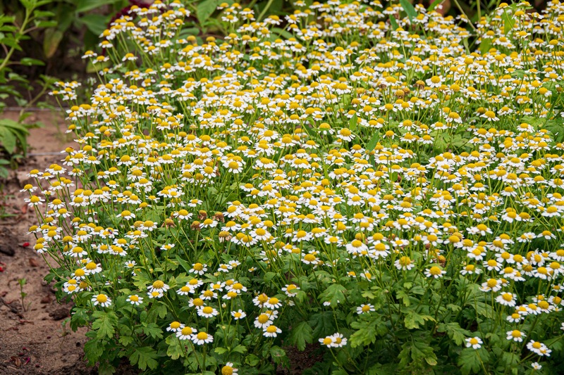 Feverfew Plants