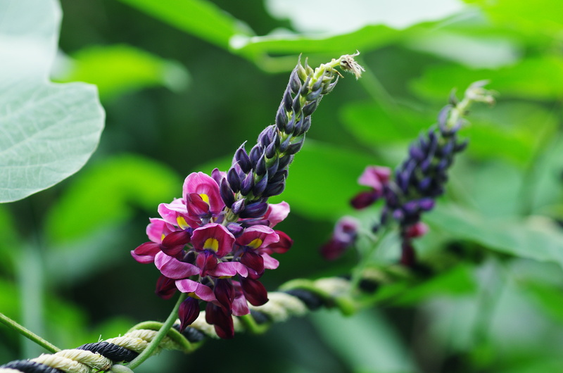 Kudzu Flowers