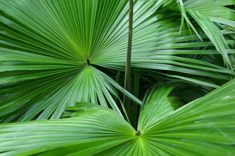 Saw Palmetto Leaves