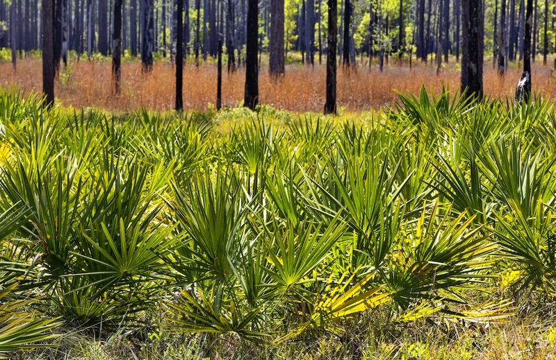 Saw Palmetto Plants