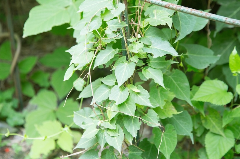 Polygonum multiflorum vine