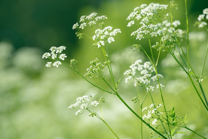 Anise Flowers