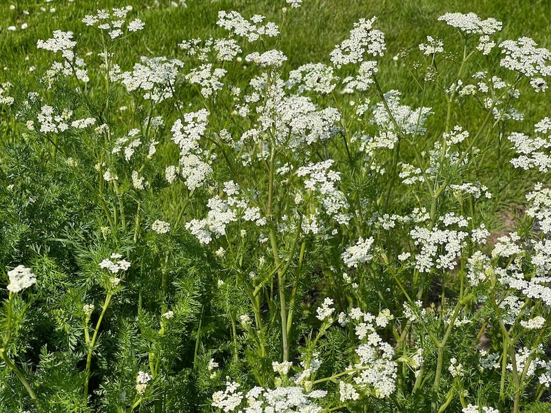 Anise Plants Flowers