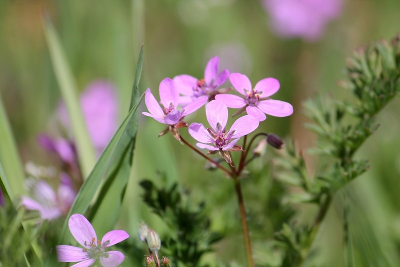 Storksbill flowers