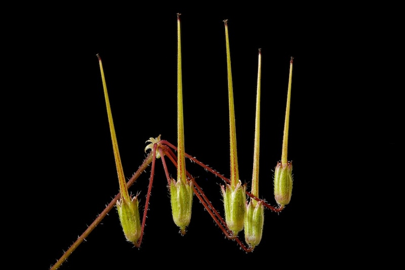 Storksbill fruits