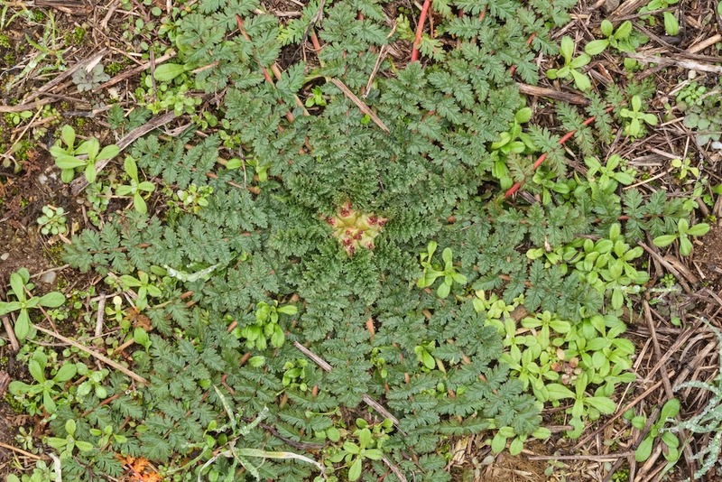Storksbill leaves basal rosette