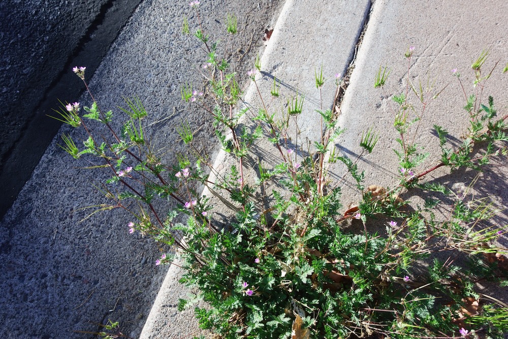 Storksbill weed