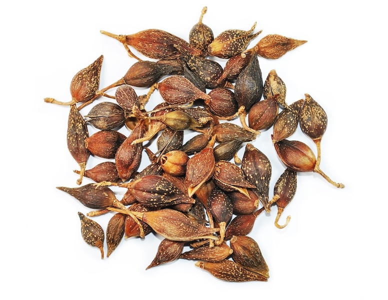 Forsythia TCM Fruits