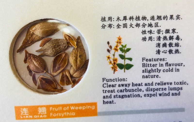 Forsythia TCM