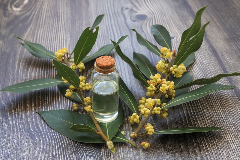 Bay Laurel Leaves Flowers Oil
