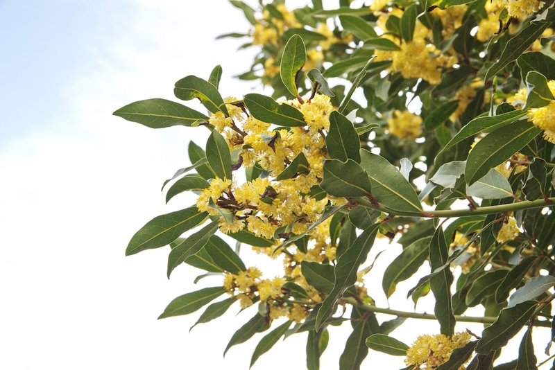 Bay Leaves Flowers