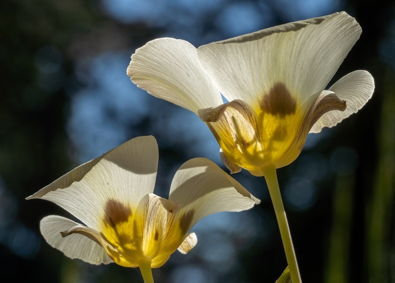 Calochortus leichtlinii MariposaFE