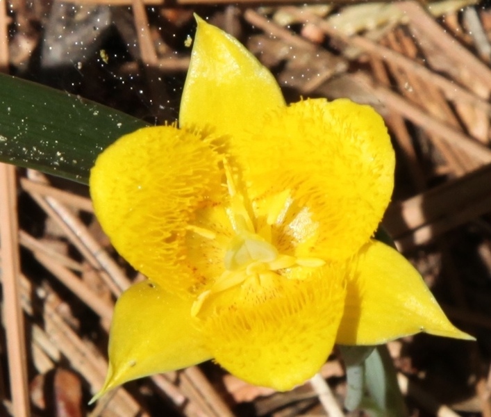 Calochortus monophyllus (1)